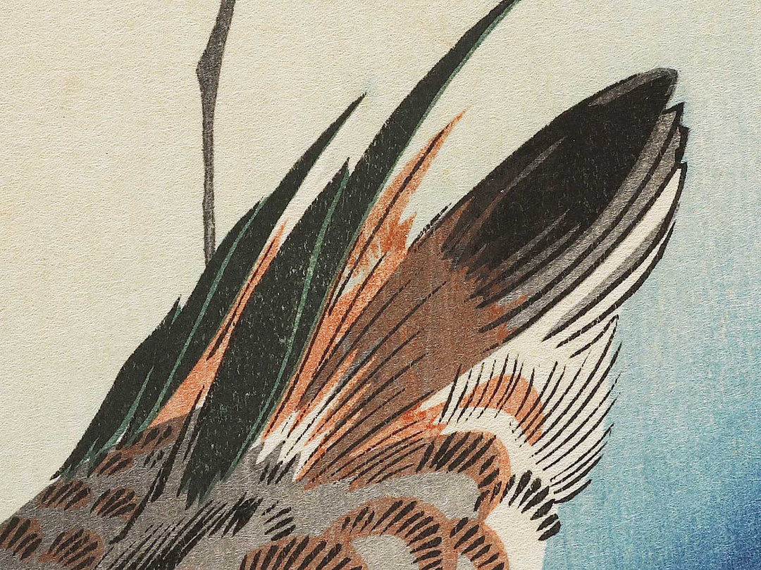 Mandarin duck  by Utagawa Hiroshige, (Medium print size) / BJ328-076