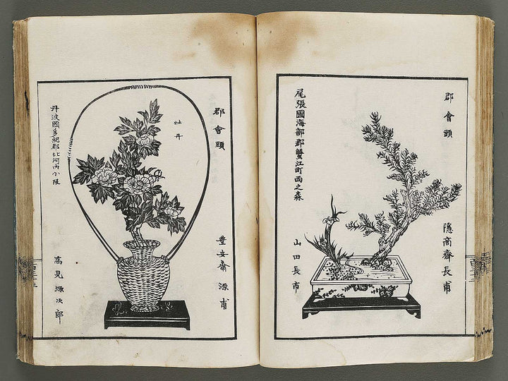 Kinen soka sanko no kaori (Ge) by Sawamura Riho / BJ324-688