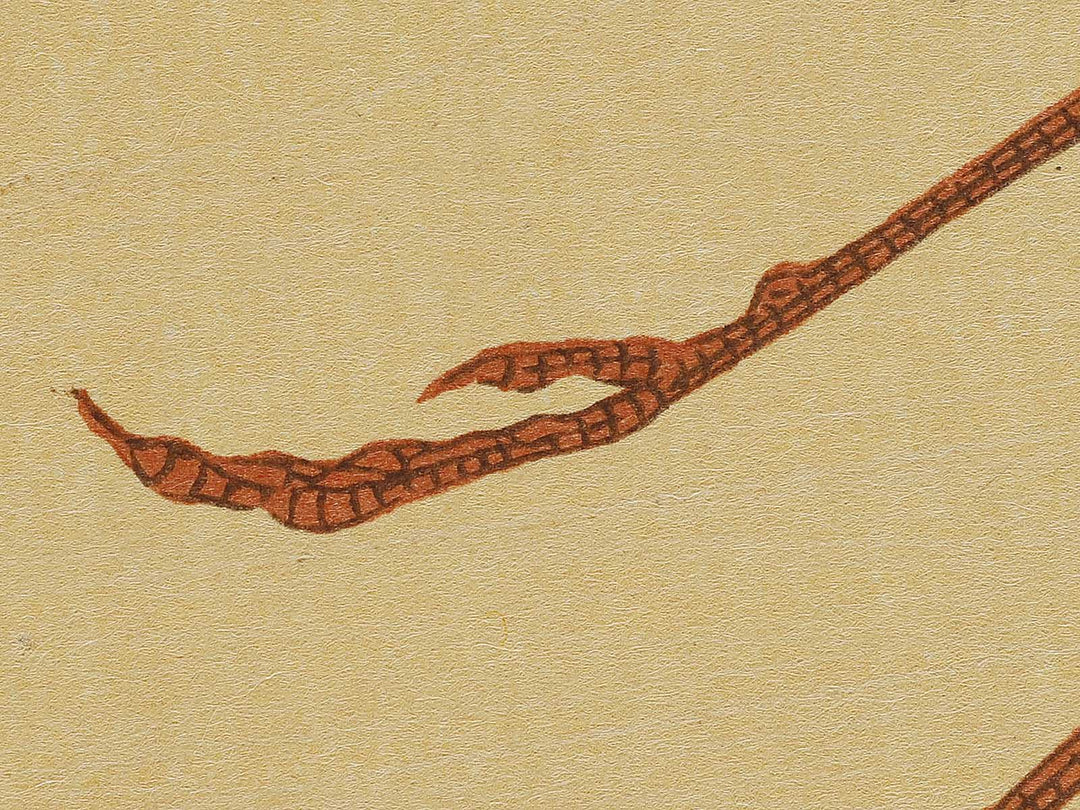 Konotori by Katsushika Hokusai, (Medium print size) / BJ327-446