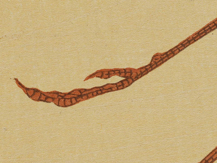 Konotori by Katsushika Hokusai, (Medium print size) / BJ327-446