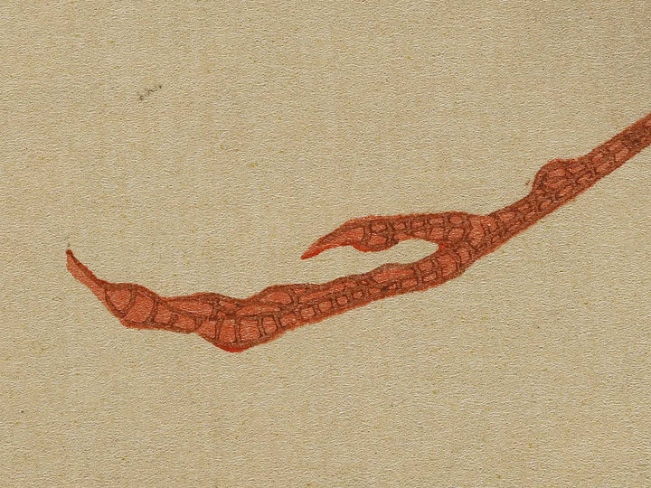 Konotori by Katsushika Hokusai / BJ321-650