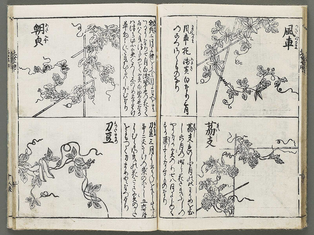 Edo shokubutsu zukan / BJ318-899