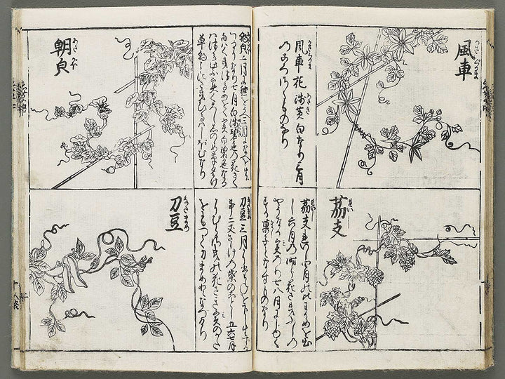 Edo shokubutsu zukan / BJ318-899