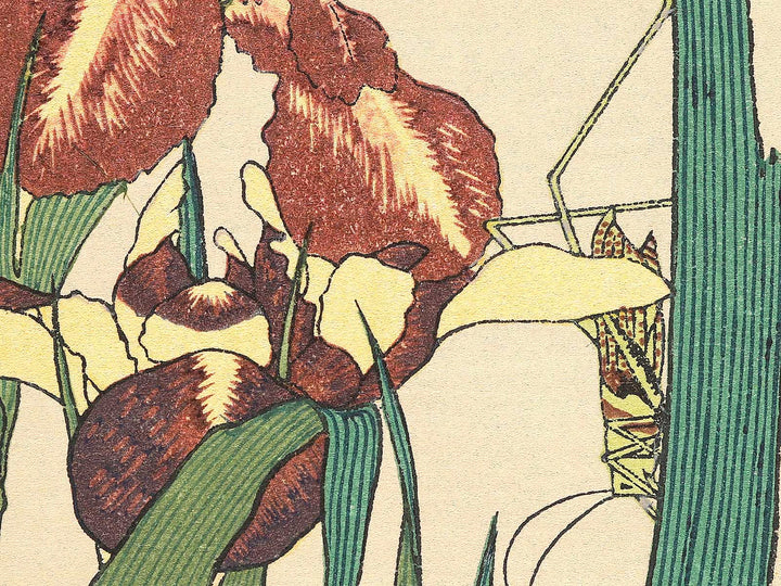 Iris and Grasshopper by Katsushika Hokusai, (Medium print size) / BJ307-426