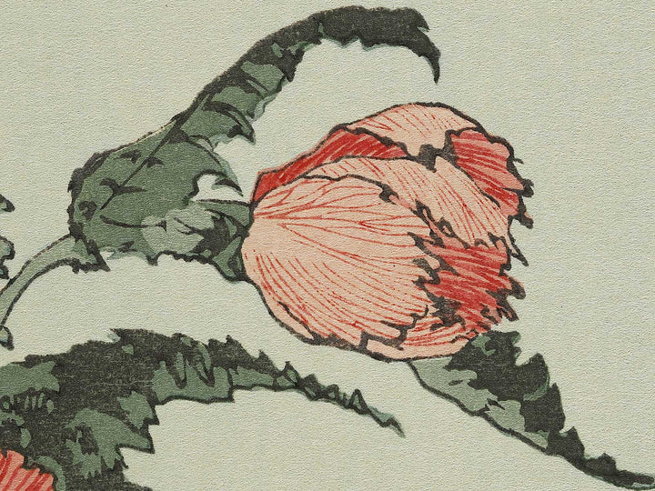A poppy by Katsushika Hokusai, (Medium print size) / BJ327-334