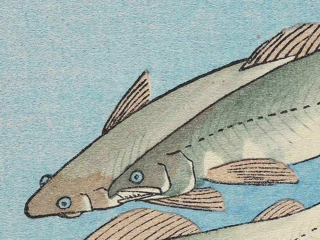 Ayu from the series the series FISH by Utagawa Hiroshige, (Medium print size) / BJ330-554