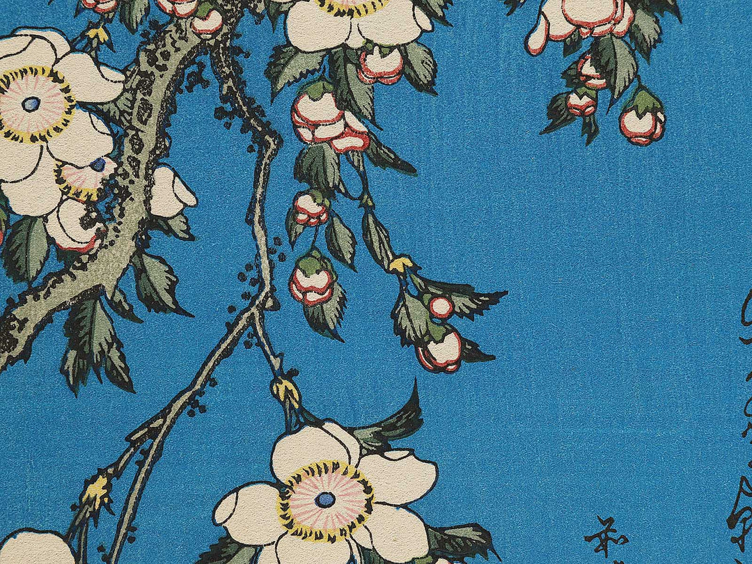 Weeping cherry blossoms against a dark indigo background, capturing the moment a Japanese bullfinch comes to peck at the blossoms. by Katsushika Hokusai, (Medium print size) / BJ321-643