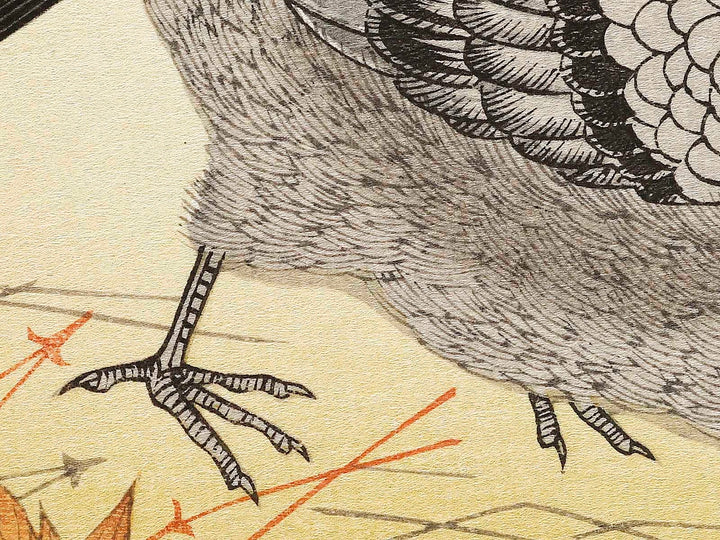 A flock of sparrows and Dove from the series Momochidori kyokaawase by Kitagawa Utamaro, (Large print size) / BJ328-055