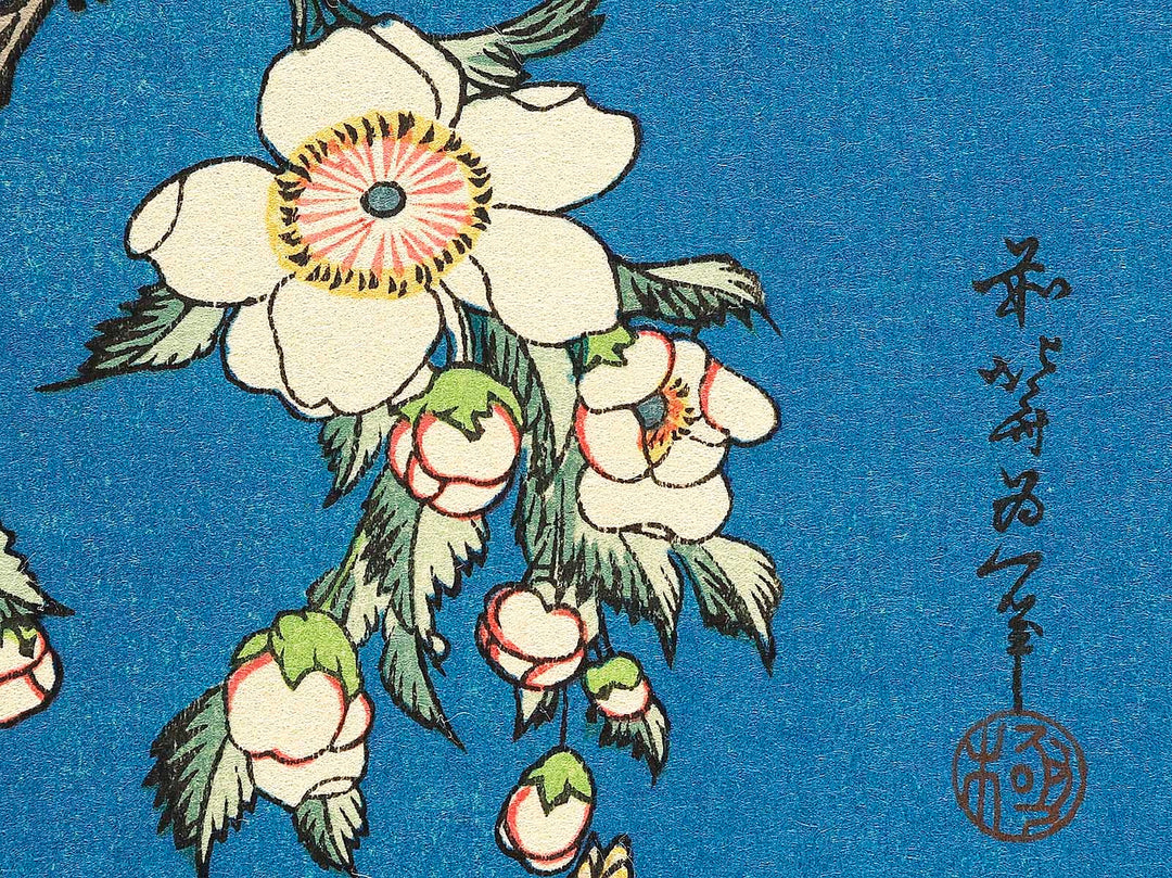 Weeping cherry blossoms against a dark indigo background, capturing the moment a Japanese bullfinch comes to peck at the blossoms. by Katsushika Hokusai, (Medium print size) / BJ319-445