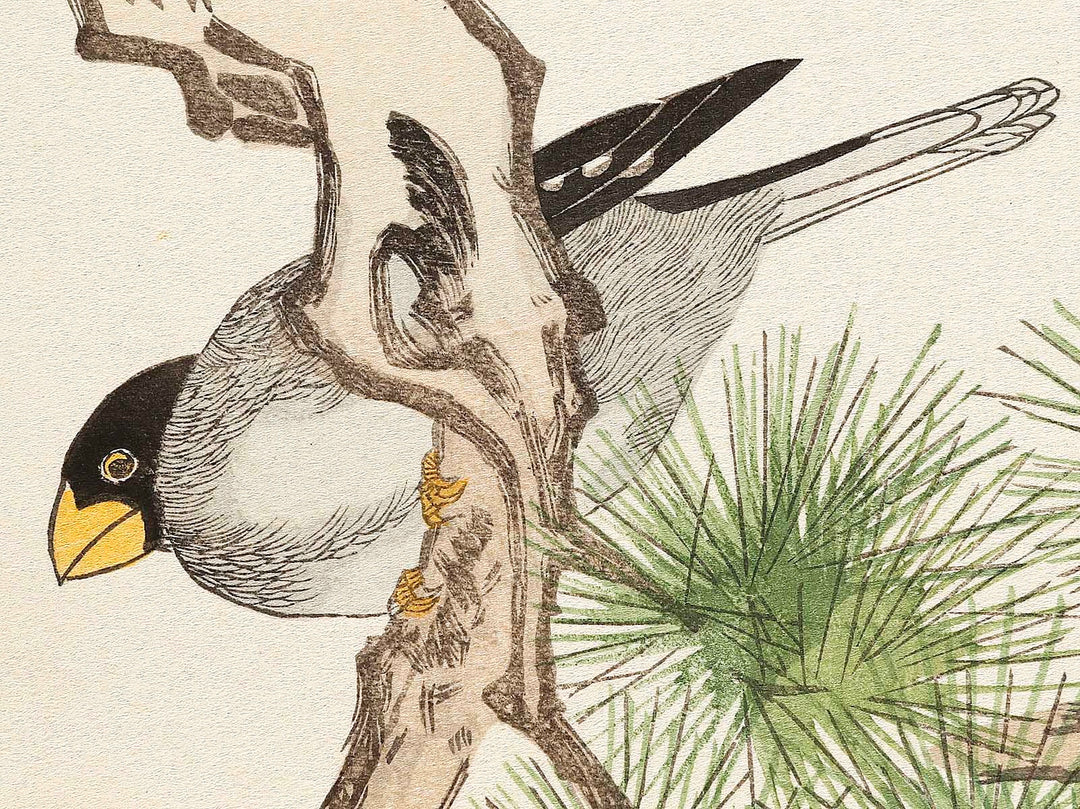 Japanese Grosbeak and Woodpecker from the series Momochidori kyokaawase by Kitagawa Utamaro, (Large print size) / BJ328-027