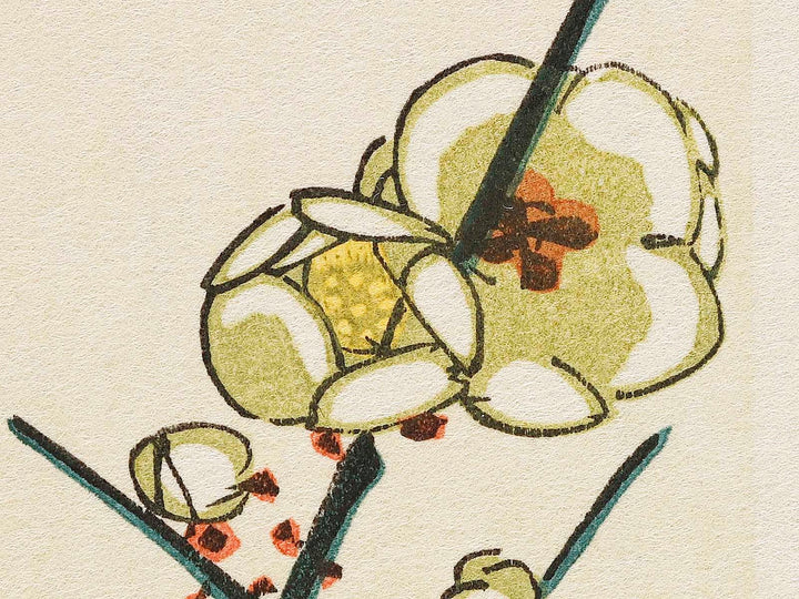 White plum blossoms & long tailed cock by Utagawa Hiroshige, (Medium print size) / BJ328-090