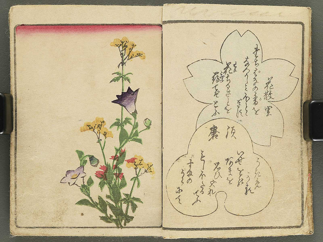 Hinagenji (Ge) / BJ355-152