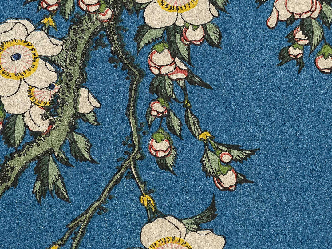 Weeping cherry blossoms against a dark indigo background, capturing the moment a Japanese bullfinch comes to peck at the blossoms. by Katsushika Hokusai, (Medium print size) / BJ323-708