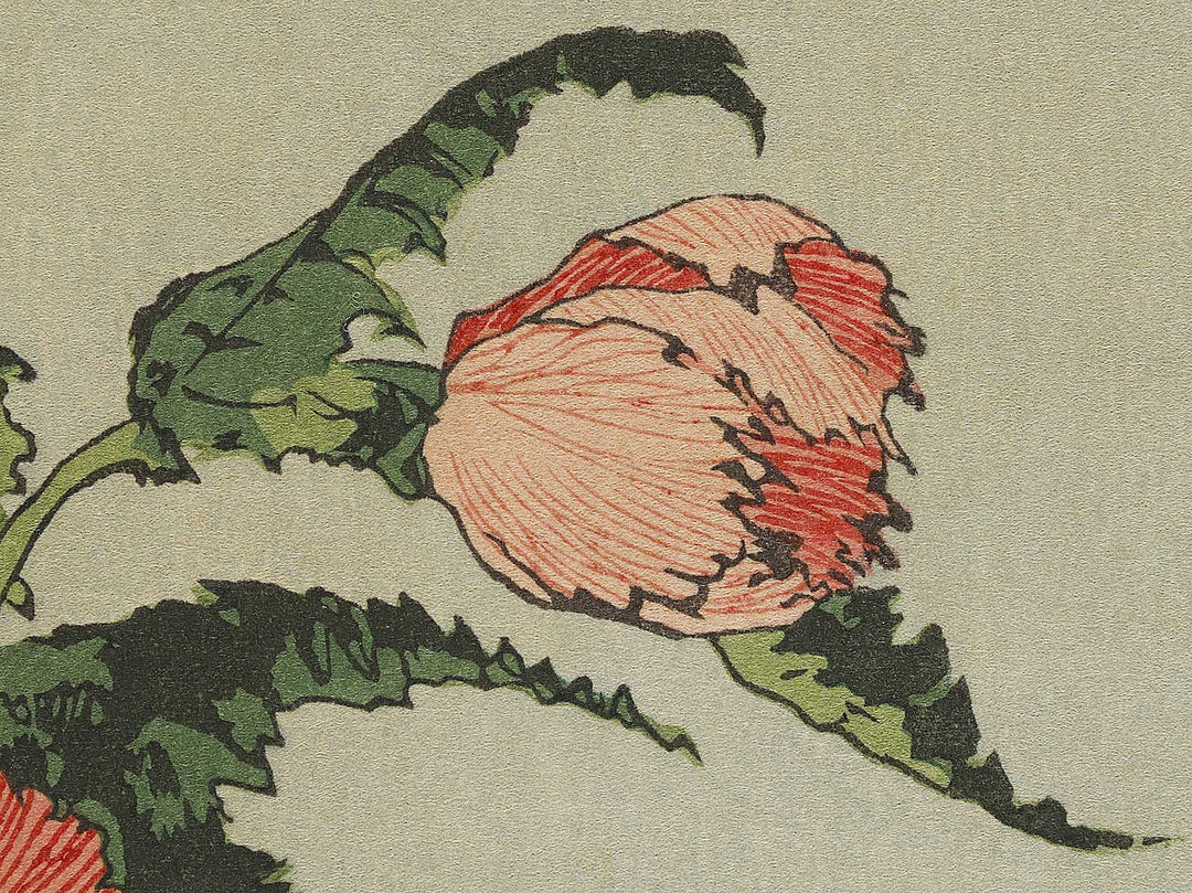 A poppy by Katsushika Hokusai, (Medium print size) / BJ321-734