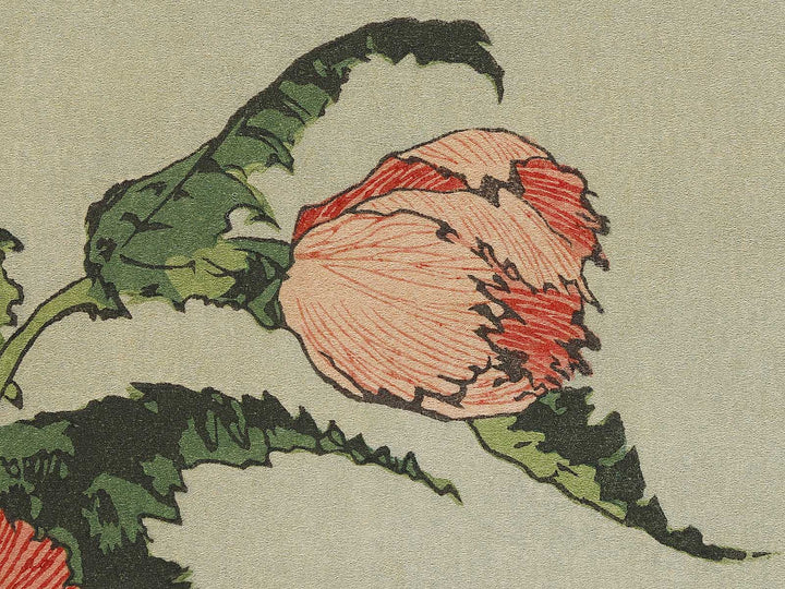 A poppy by Katsushika Hokusai, (Medium print size) / BJ321-734