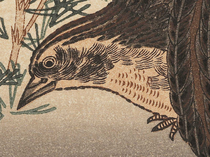 Quail and Skylark from the series Momotidori kyoka awase by Kitagawa Utamaro, (Large print size) / BJ306-887