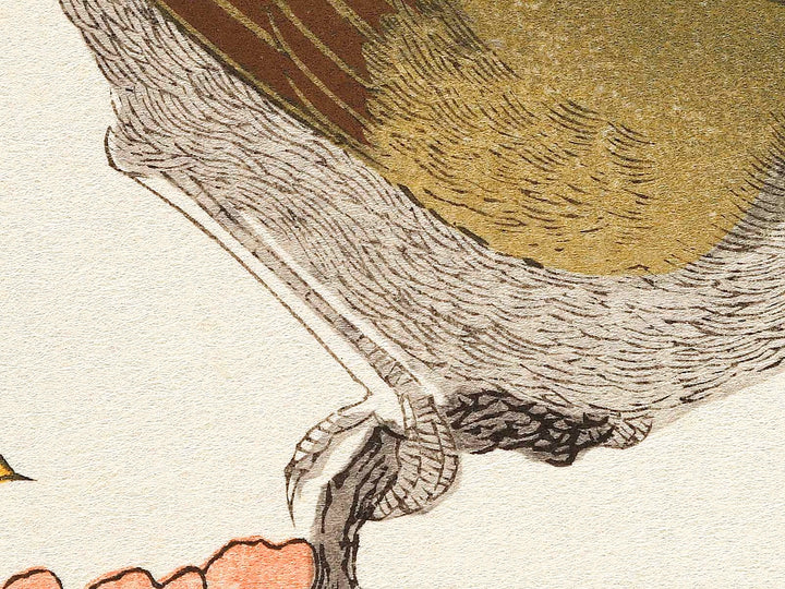 Mountain sparrow and Japanese bush warbler from the series Momochidori kyokaawase by Kitagawa Utamaro, (Large print size) / BJ328-062