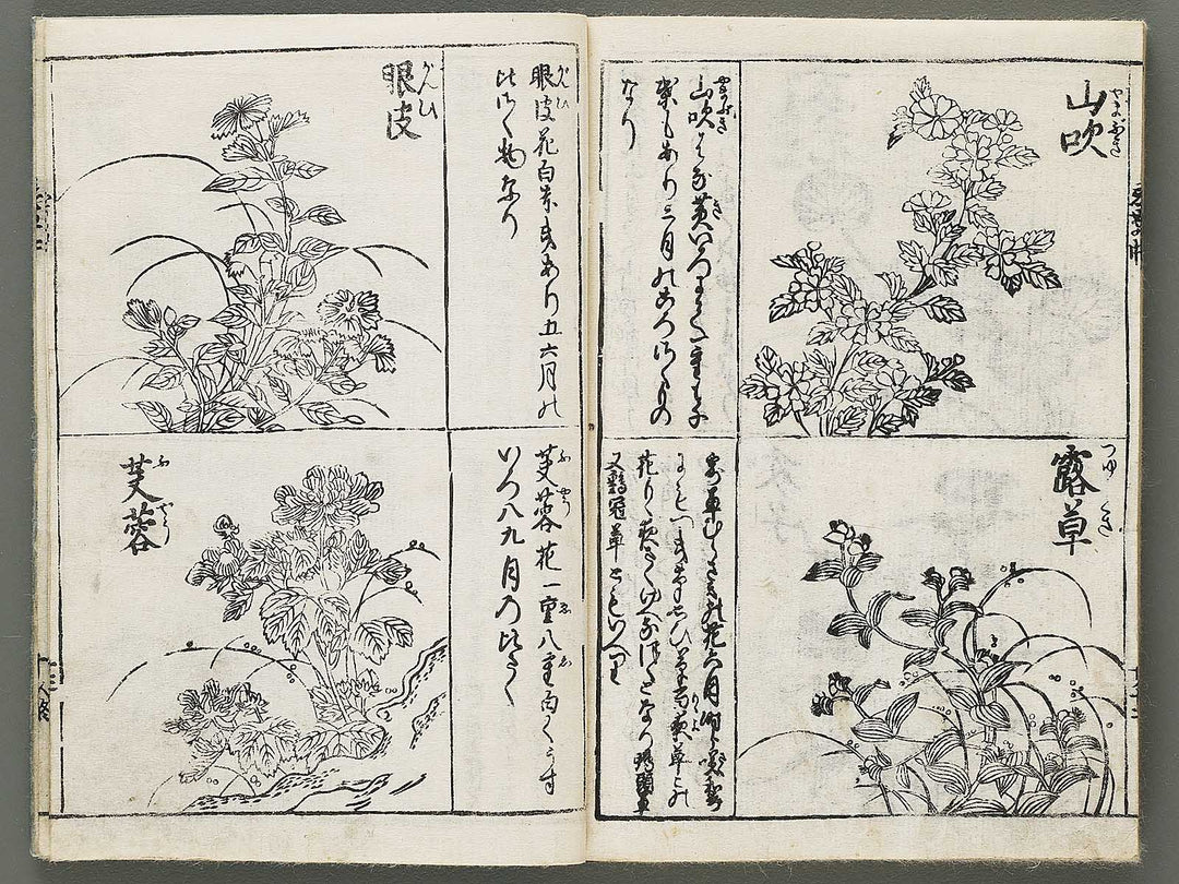 Edo shokubutsu zukan / BJ318-899