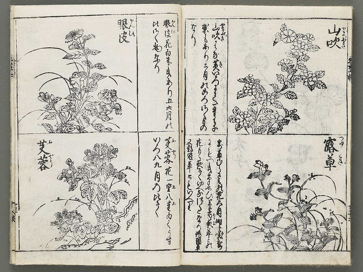 Edo shokubutsu zukan / BJ318-899