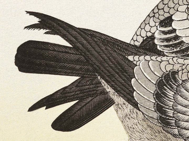 A flock of sparrows and Dove from the series Momochidori kyokaawase by Kitagawa Utamaro, (Large print size) / BJ328-055