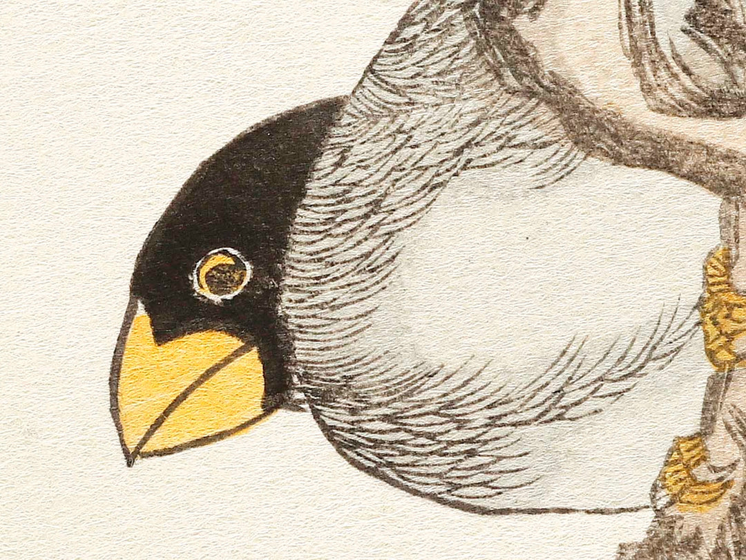 Japanese Grosbeak and Woodpecker from the series Momochidori kyokaawase by Kitagawa Utamaro, (Large print size) / BJ328-027