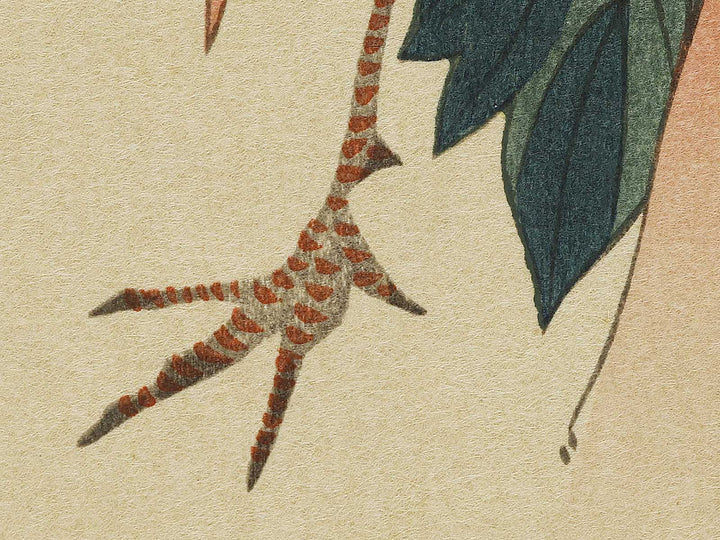 Paeony & Peacock by Utagawa Hiroshige, (Medium print size) / BJ328-181