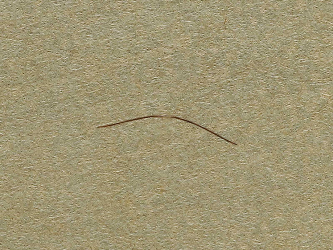 A poppy by Katsushika Hokusai, (Medium print size) / BJ321-734