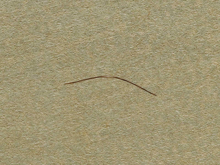 A poppy by Katsushika Hokusai, (Medium print size) / BJ321-734