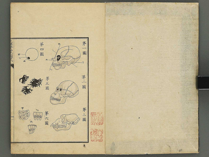 Seiri hatsumo zushiki / BJ343-658