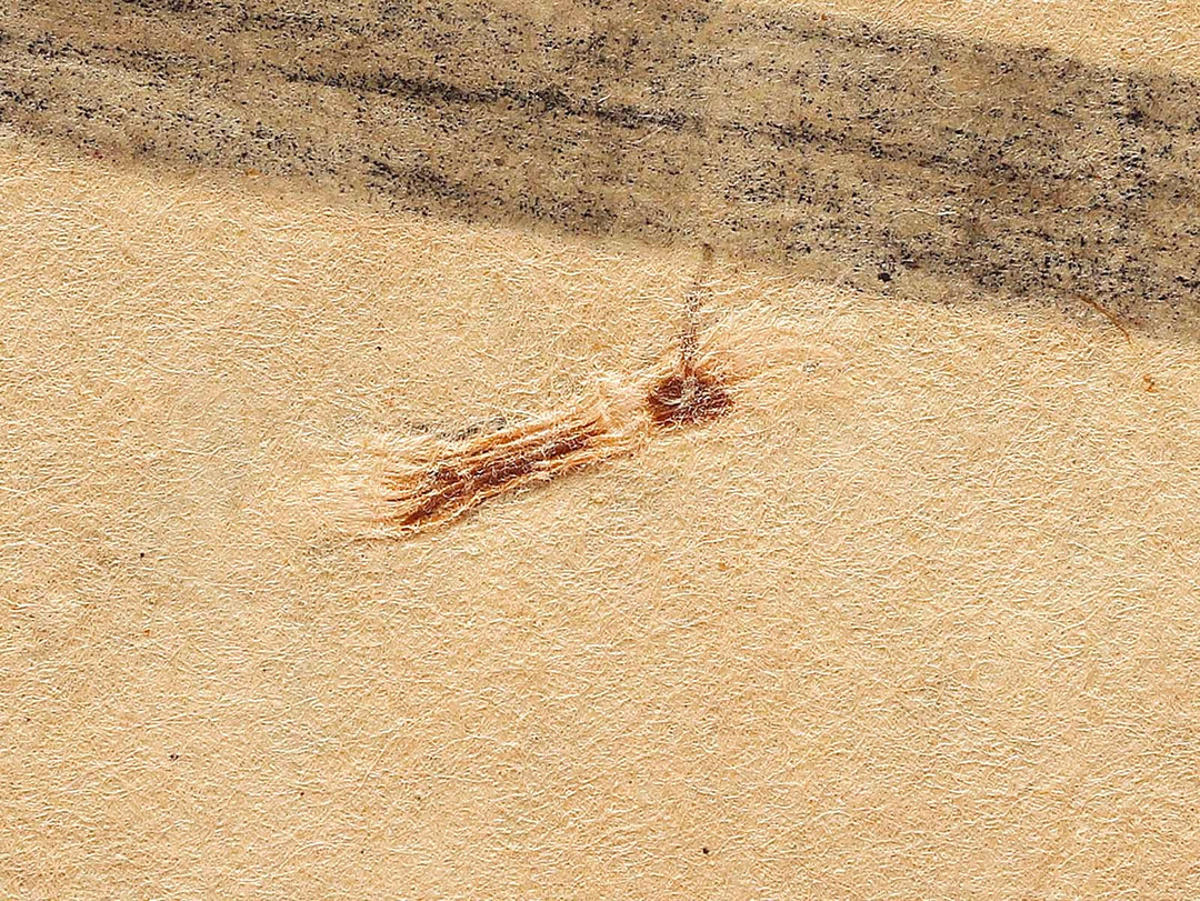 Kawanakajima daikassen no zu / BJ323-967