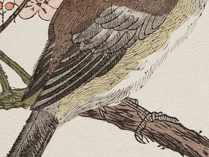 Hawk and Shrike from the series Momotidori kyoka awase by Kitagawa Utamaro, (Large print size) / BJ327-985