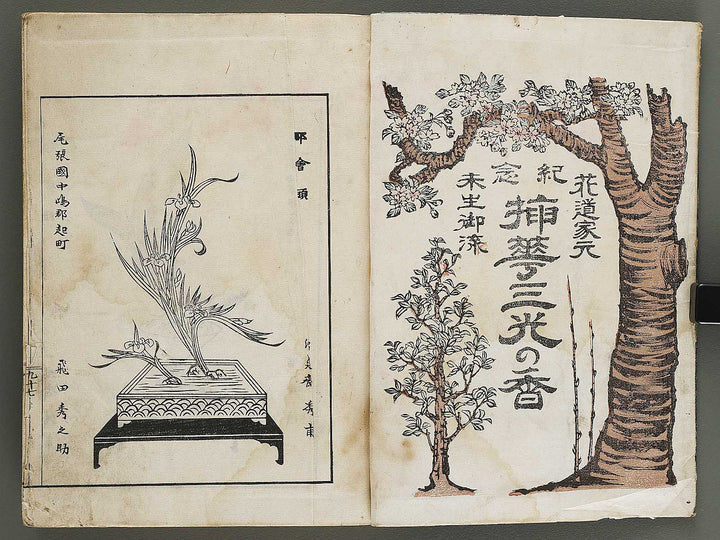 Kinen soka sanko no kaori (Ge) by Sawamura Riho / BJ324-688