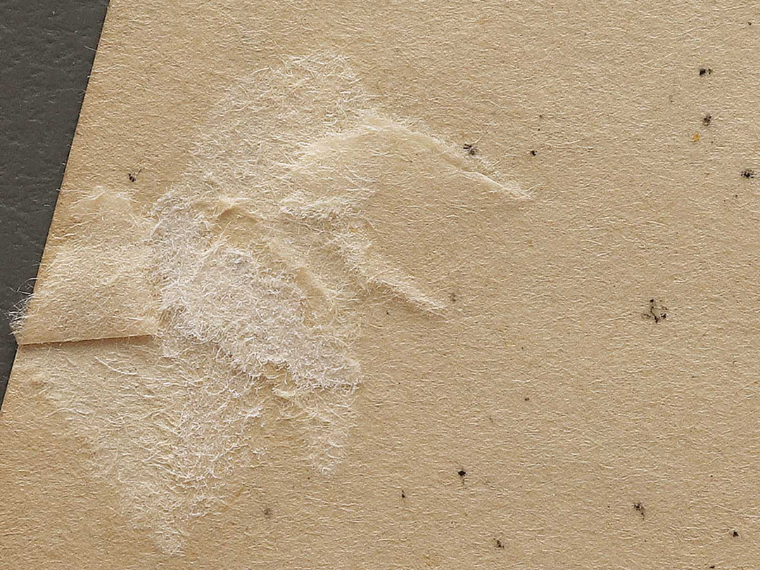 The seven beauties by Katsukawa Shunsho, (Medium print size) / BJ321-391