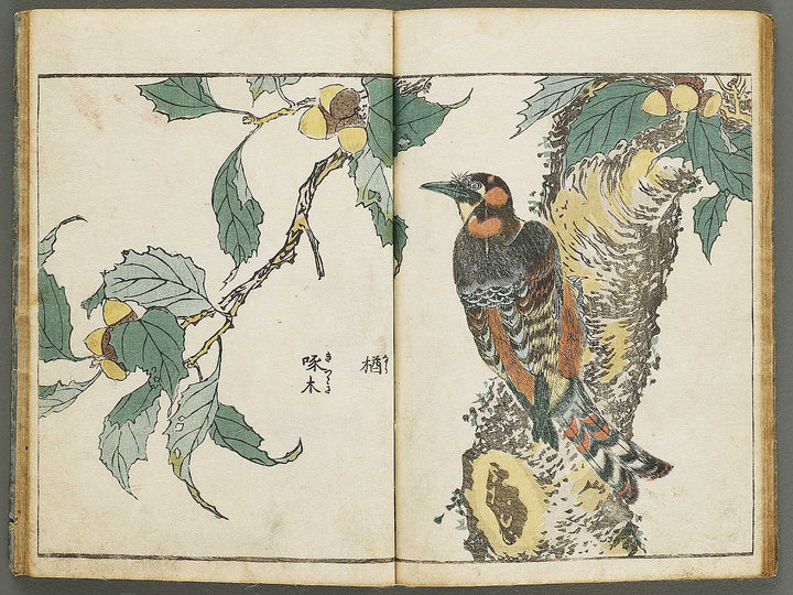 Kacho shashin zui by Kitao Shigemasa / BJ339-115