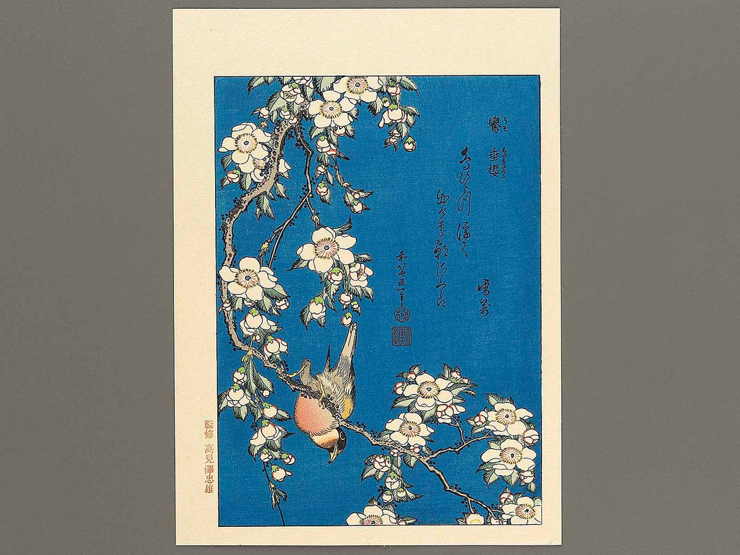 Weeping cherry blossoms against a dark indigo background, capturing the moment a Japanese bullfinch comes to peck at the blossoms. by Katsushika Hokusai, (Medium print size) / BJ319-445