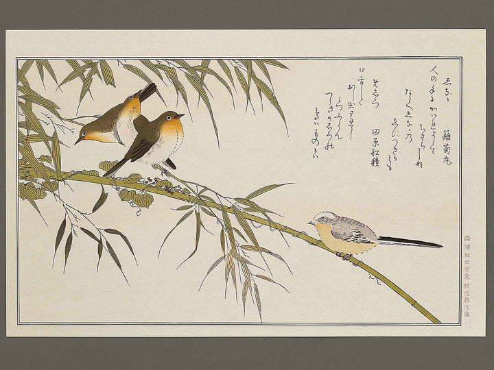 Long tailed Tit and White-eyes from the series Momochidori kyokaawase by Kitagawa Utamaro, (Large print size) / BJ328-006