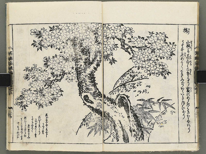 Ehon nezashi takara Volume 5 by Tachibana Morikuni / BJ353-577
