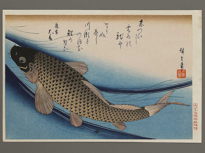 Japanese Carp from the series the series fish by Utagawa Hiroshige, (Large print size) / BJ323-407