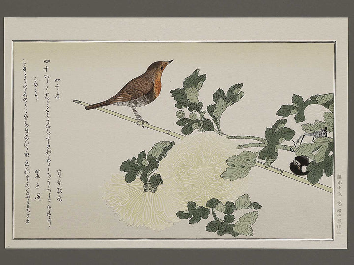 Branta canadensis and Robin from the series Momochidori kyokaawase by Kitagawa Utamaro, (Large print size) / BJ327-999