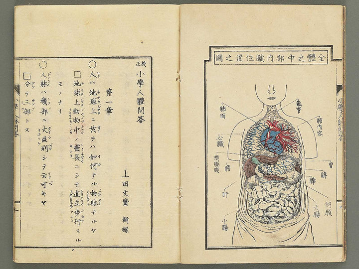Shogaku jintai mondo / BJ352-884