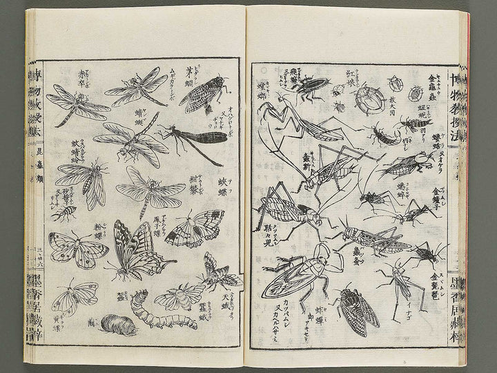 Hakubutsu kyojyuho Volume 3 / BJ341-586