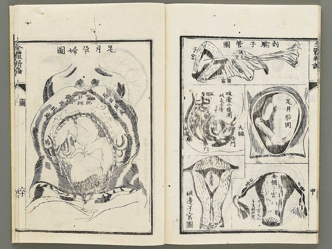 Zentai shinron Kon (Part 2 of 2) / BJ325-353