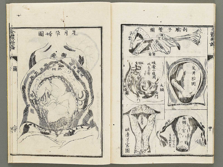 Zentai shinron Kon (Part 2 of 2) / BJ325-353