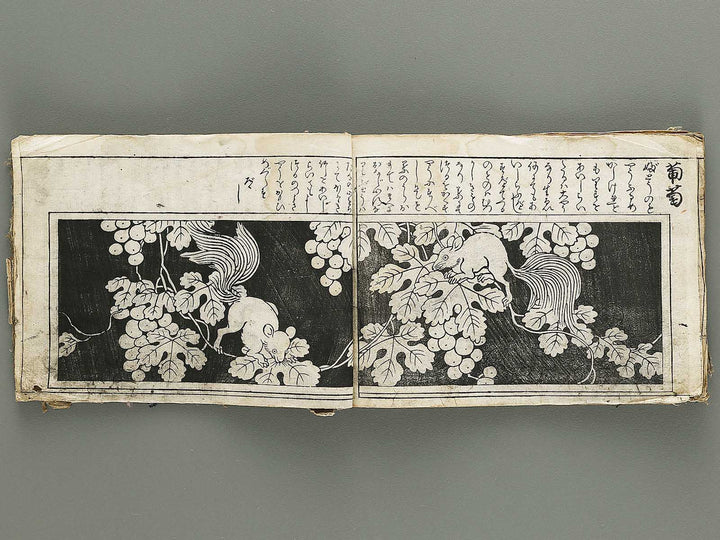 Ranma hinagata (Ge) / BJ336-056