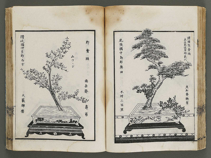 Kinen soka sanko no kaori (Ge) by Sawamura Riho / BJ324-688