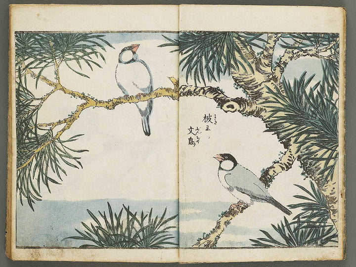 Kacho shashin zui by Kitao Shigemasa / BJ339-115