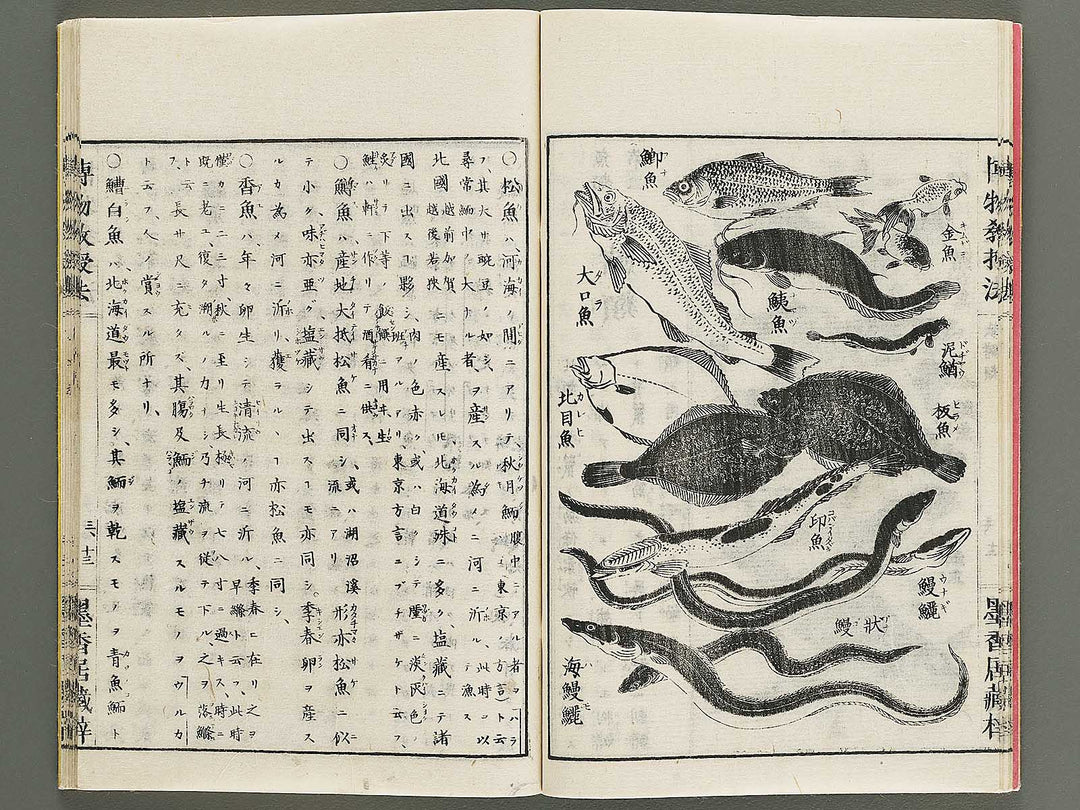 Hakubutsu kyojyuho Volume 3 / BJ341-586