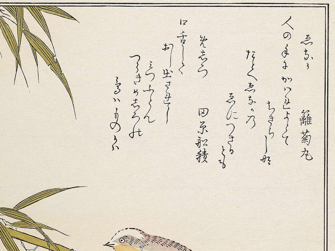 Long tailed Tit and White-eyes from the series Momochidori kyokaawase by Kitagawa Utamaro, (Large print size) / BJ328-006