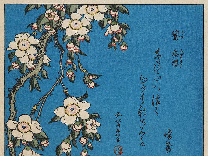 Weeping cherry blossoms against a dark indigo background, capturing the moment a Japanese bullfinch comes to peck at the blossoms. by Katsushika Hokusai, (Medium print size) / BJ321-643