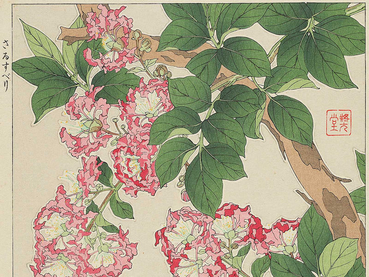 Sarusuberi by Kawarazaki Shodo, (Large print size) / BJ348-005